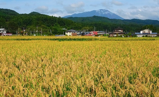 岩手県滝沢市産 きらほ — 武田家が育てた低アミロース米の田んぼの風景